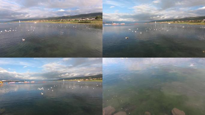 海鸥在内陆出现的场景，青海湖带你见证环境