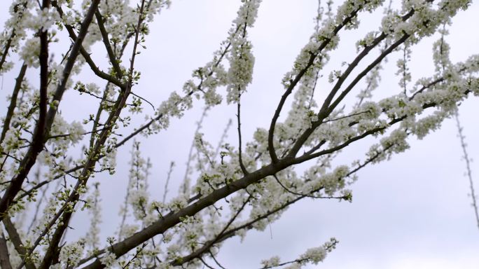 梨花水果种植园