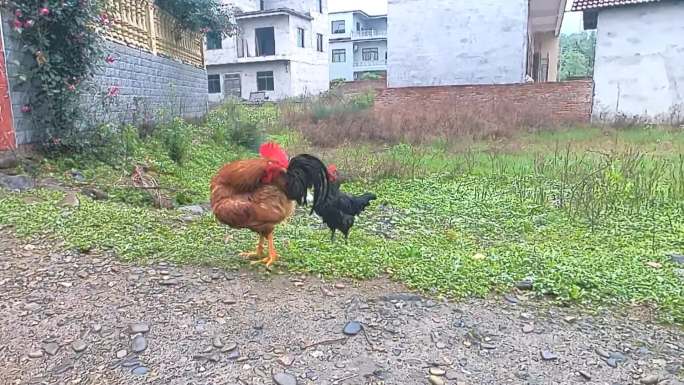 农村雨后风景淋湿的鸡