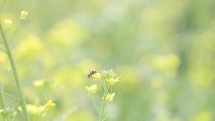 油菜花蝴蝶蜜蜂