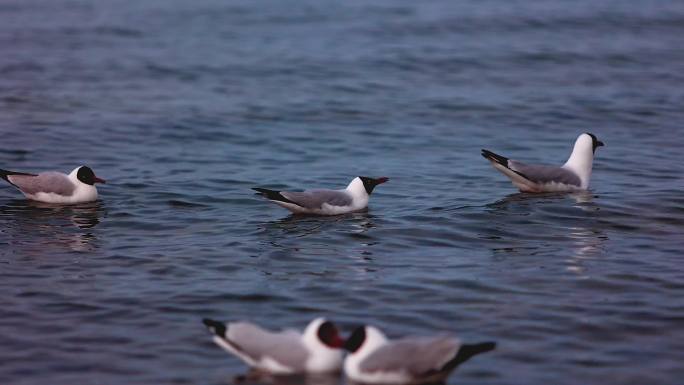 4k青海湖红嘴海鸥