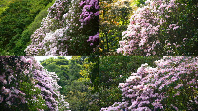 深圳梧桐山盛开的毛棉杜鹃花4K