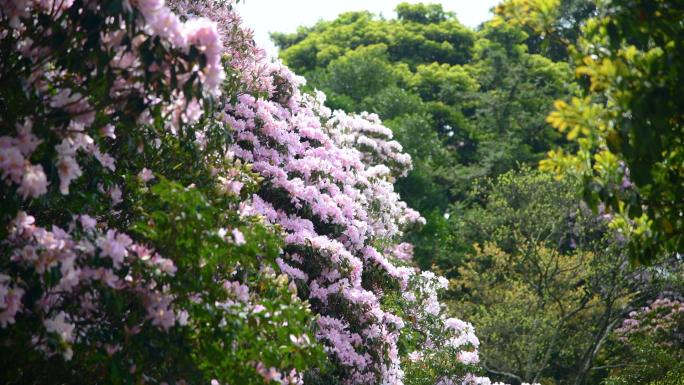 深圳梧桐山盛开的毛棉杜鹃花4K