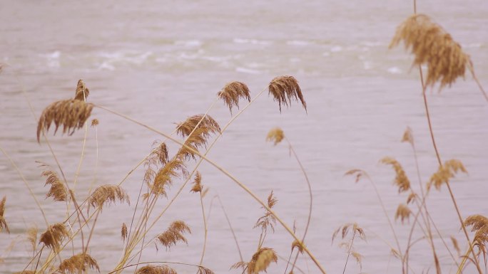 黄河边芦苇升格