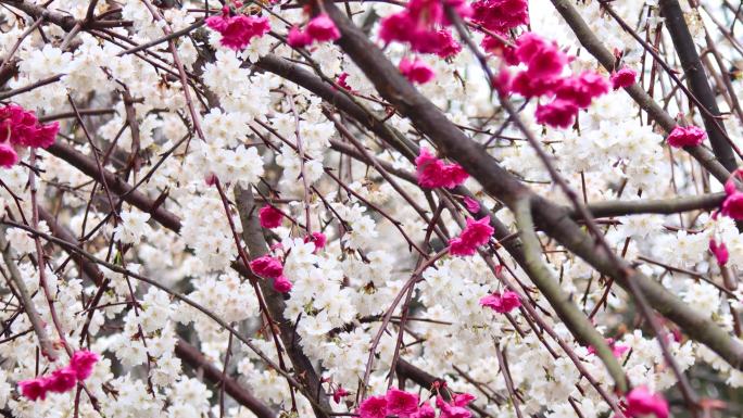 春天野外白色红色樱花油菜花实拍视频