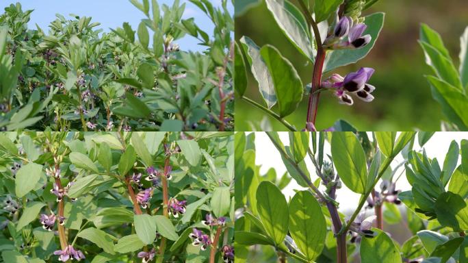 胡豆蚕豆蔬菜种植基地