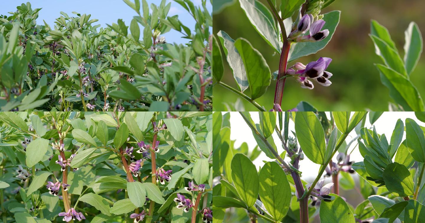 胡豆蚕豆蔬菜种植基地