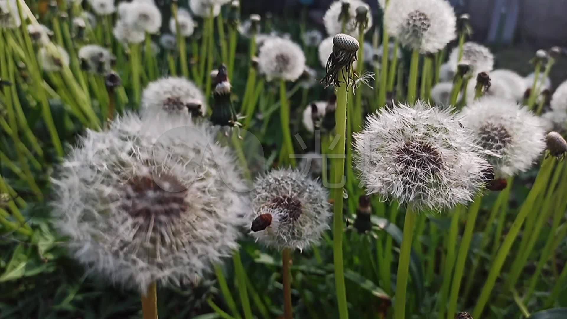 高清 春天 蒲公英 種子 風吹