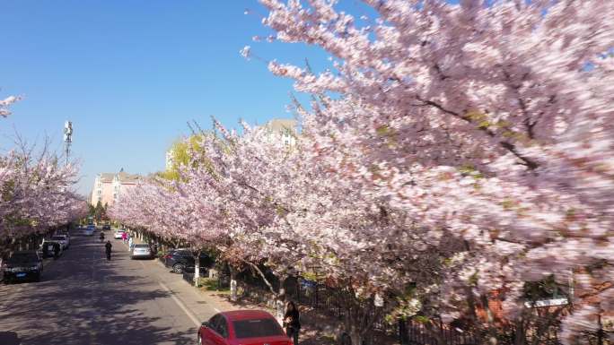 航拍樱花盛开的街道美丽城市花园城市