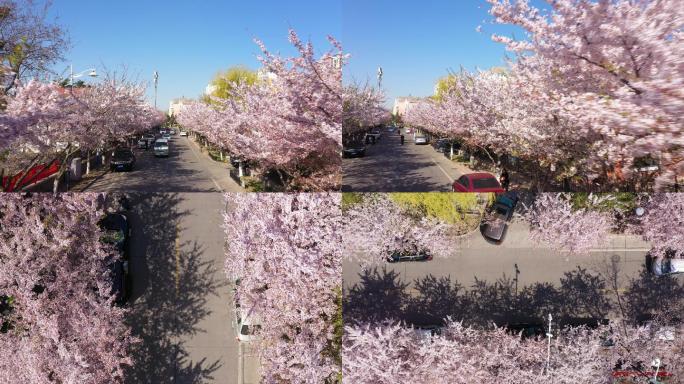 航拍樱花盛开的街道美丽城市花园城市