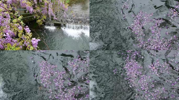 紫藤花与溪流