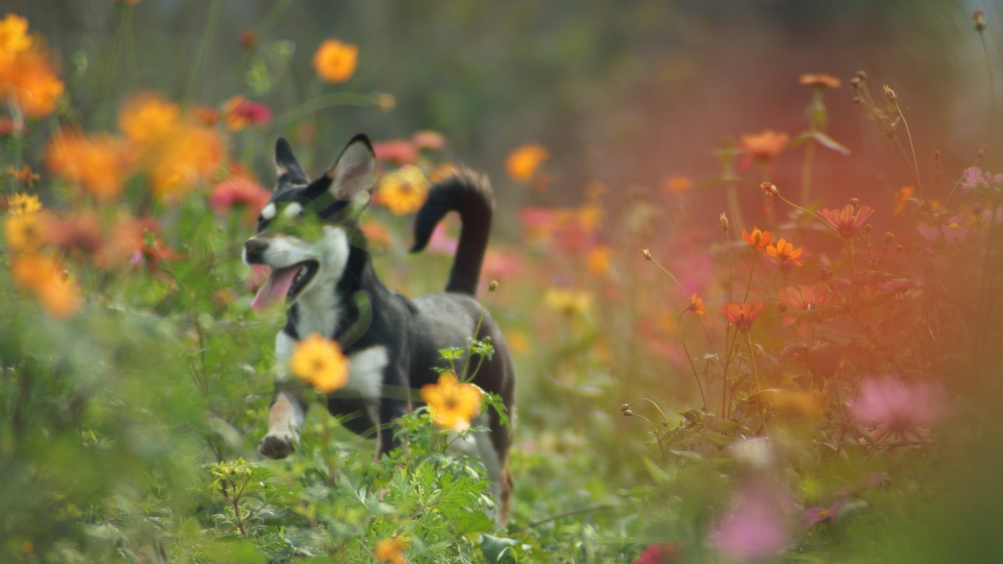 花丛里快乐奔跑的小狗
