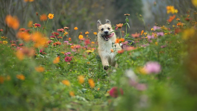 花丛里快乐奔跑的小狗