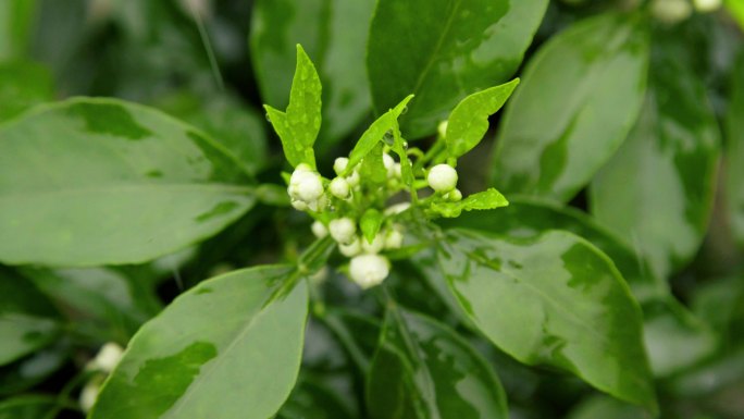 4K春天下雨橘子树发芽开花