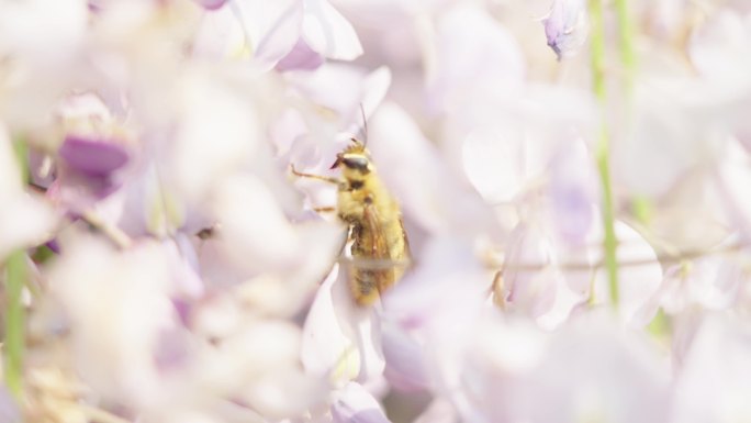 蜜蜂采蜜有升格