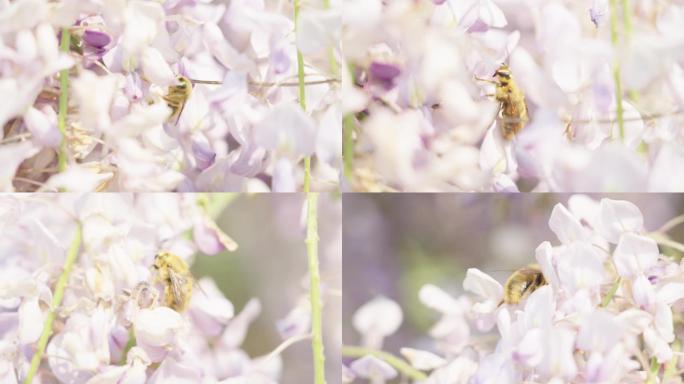 蜜蜂采蜜有升格