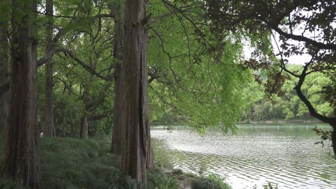 湖边林木空镜