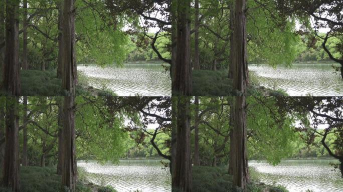 湖边林木空镜