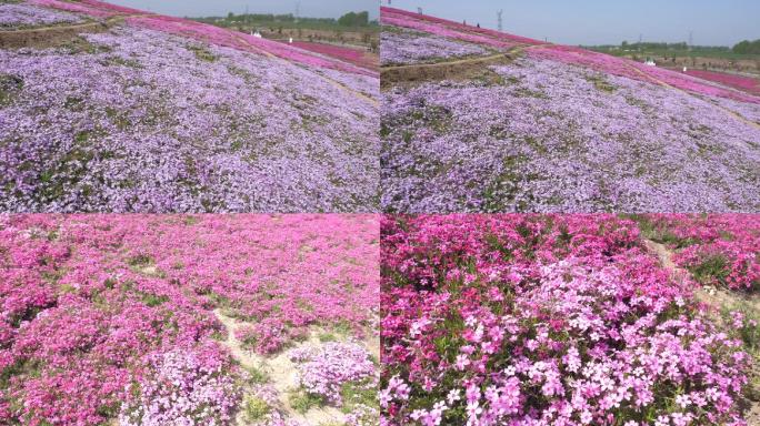 芝樱花野花大景和特写