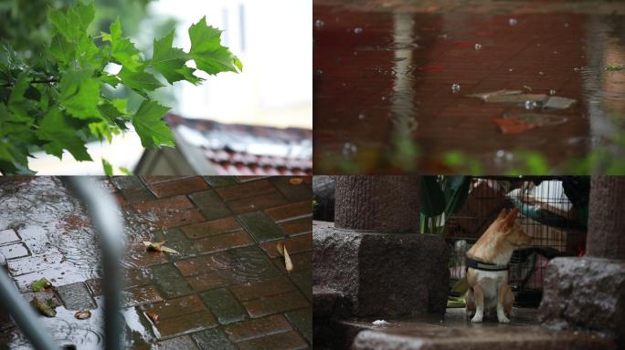 夏日雨天下雨夏至秋分谷雨雨滴