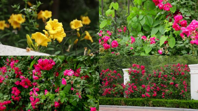 蔷薇花院墙，蜜蜂戏花