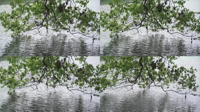 湖上树叶吹动-空镜