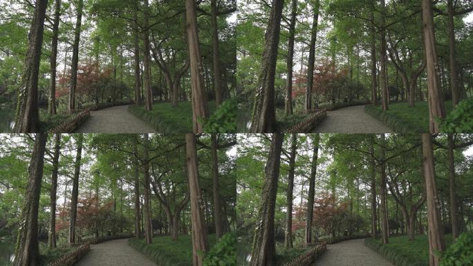 春天-江南-园林-小道-空镜