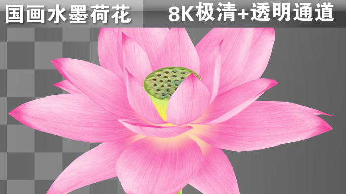 中国风荷花全8K生长动画带通道