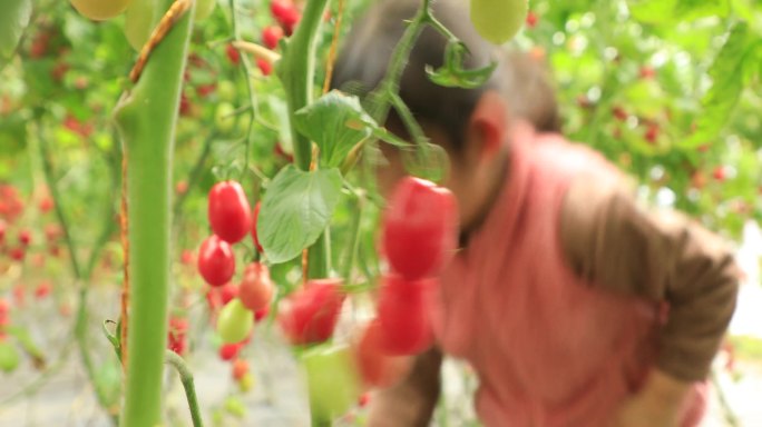 小番茄