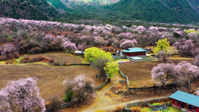 4K林芝波密桃花沟旅游景点赏桃花