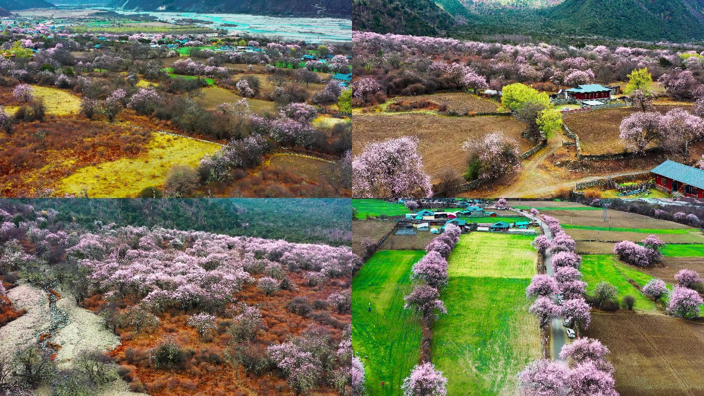 4K林芝波密桃花沟旅游景点赏桃花