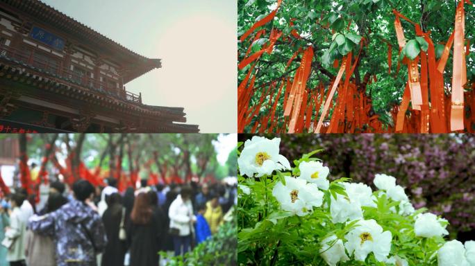 西安青龙寺春天赏樱花