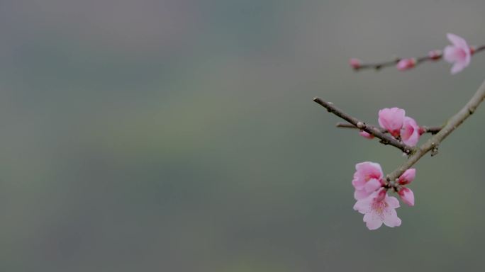 桃花满山