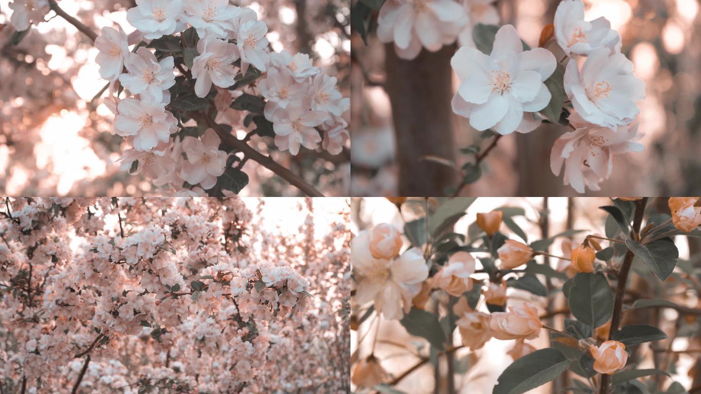 阳光下海棠花风格化调色丨4K丨原创实拍