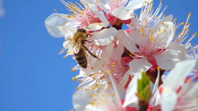 春天百花盛开蜜蜂采蜜