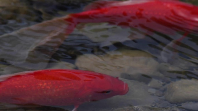 溪水中的红鲤鱼