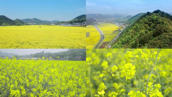 4K十堰五峰油菜花_航拍地拍合集