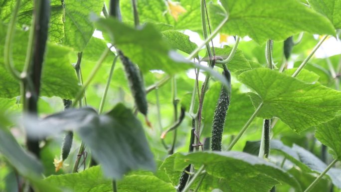 黄瓜大棚蔬菜种植