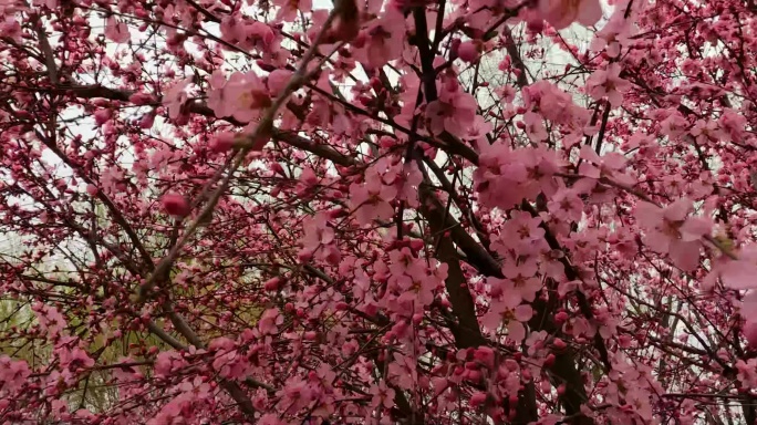 重瓣榆叶梅