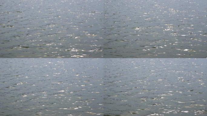 波光粼粼的湖面丨4K丨原创视频