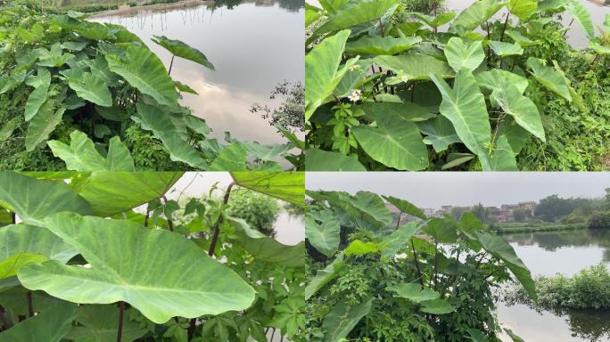 野生的香芋