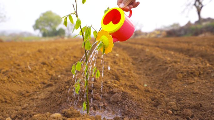 4K给小树苗浇水-植树种树幼苗成长发展