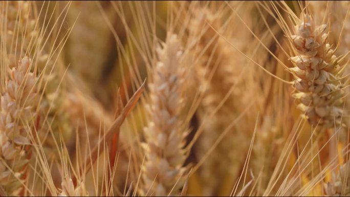 农业麦田高清小麦麦穗特写视频素材