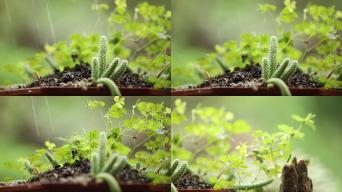 仙人掌出土昆蟲雨綠色植物生長實拍素材