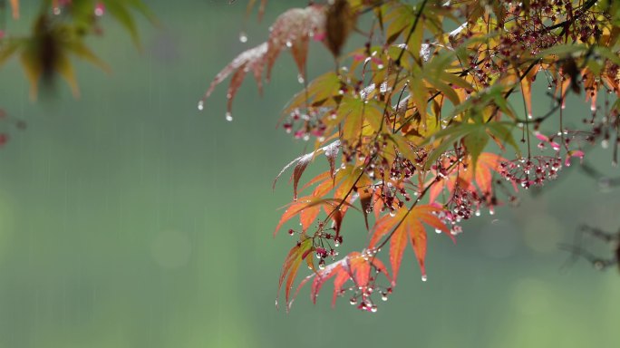 杭州西湖江南春雨树叶雨露空镜