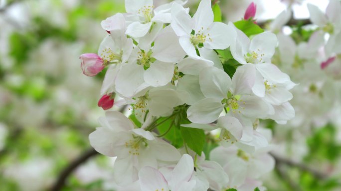春天海棠花蜜蜂丨4K丨原创实拍