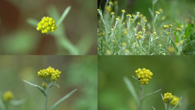 纯正野生清明草艾叶草