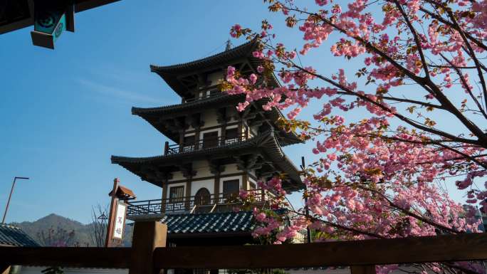 横店樱花街延时