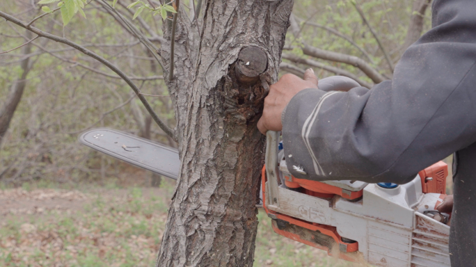 4K滥砍滥伐-砍伐树木-破坏生态环境