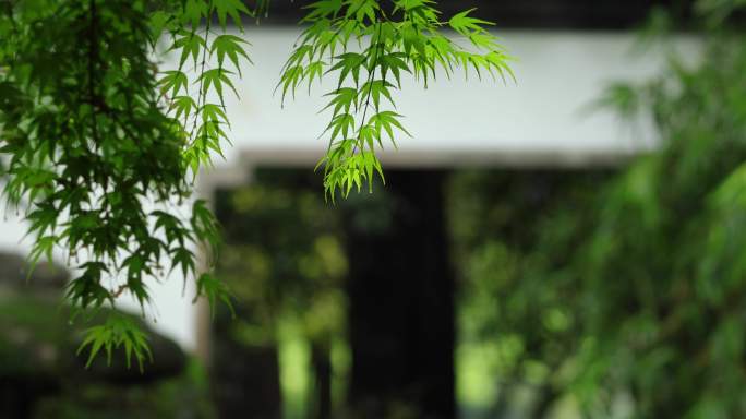 江南春雨庭院屋檐落雨珠